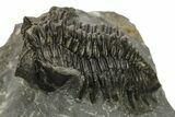 Coltraneia Trilobite Fossil - Huge Faceted Eyes #225338-3